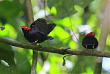 Round-tailed Manakin